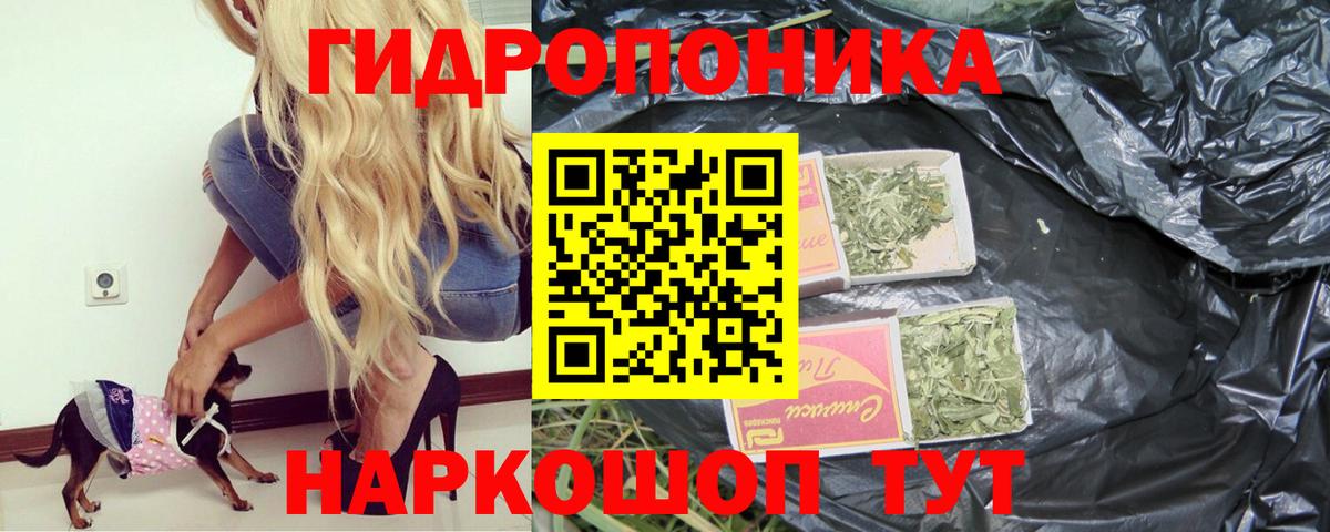 Конопля сатива Кстово